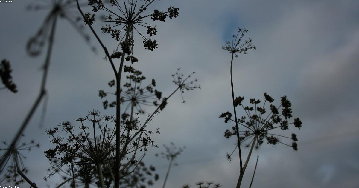 How to Use Fennel Seeds for Irregular Periods