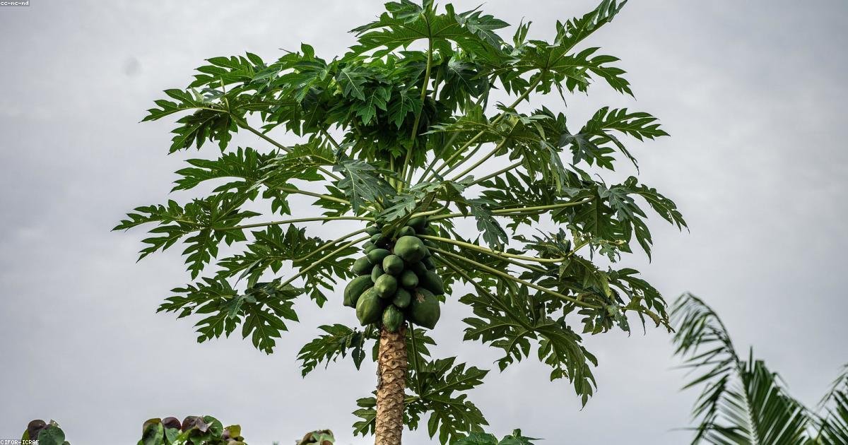 Is Papaya Good for Fatty Liver? A Sweet Solution Backed by Nature